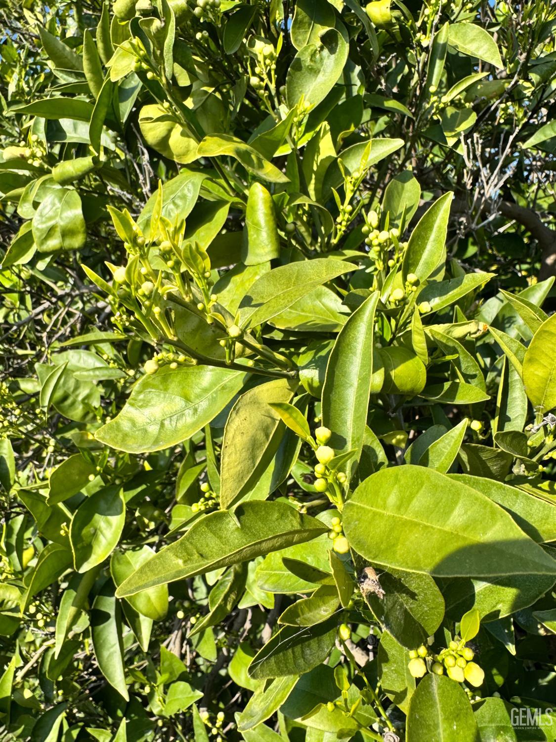 Comanche 80ac Organic Navels — photo 5