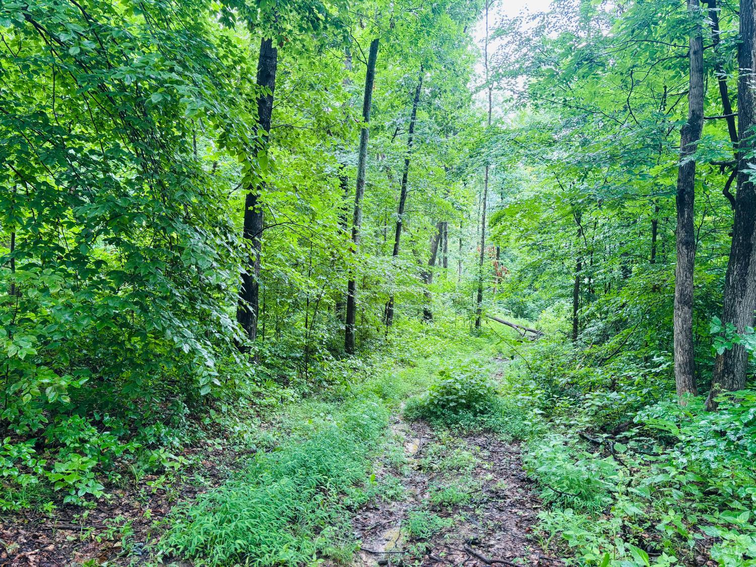 Laurel Road, Laurel, IN, 47024 — photo 9