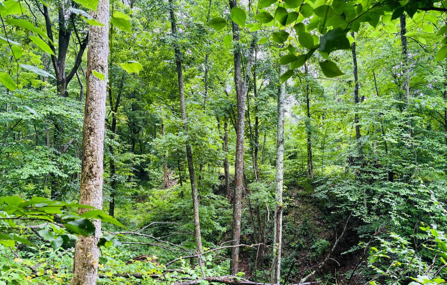 Laurel Road, Laurel, IN, 47024 — photo 10