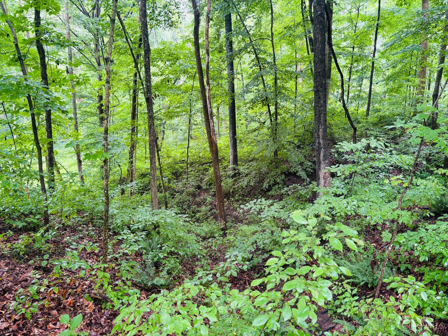 Laurel Road, Laurel, IN, 47024 — photo 11