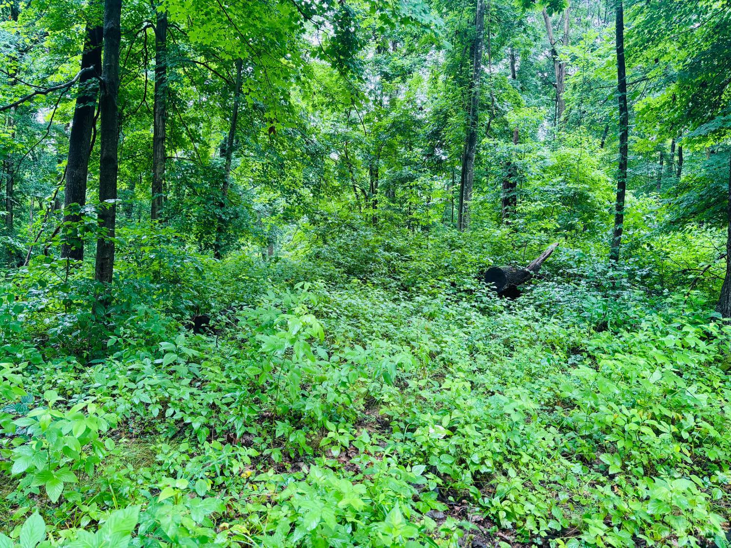 Laurel Road, Laurel, IN, 47024 — photo 12