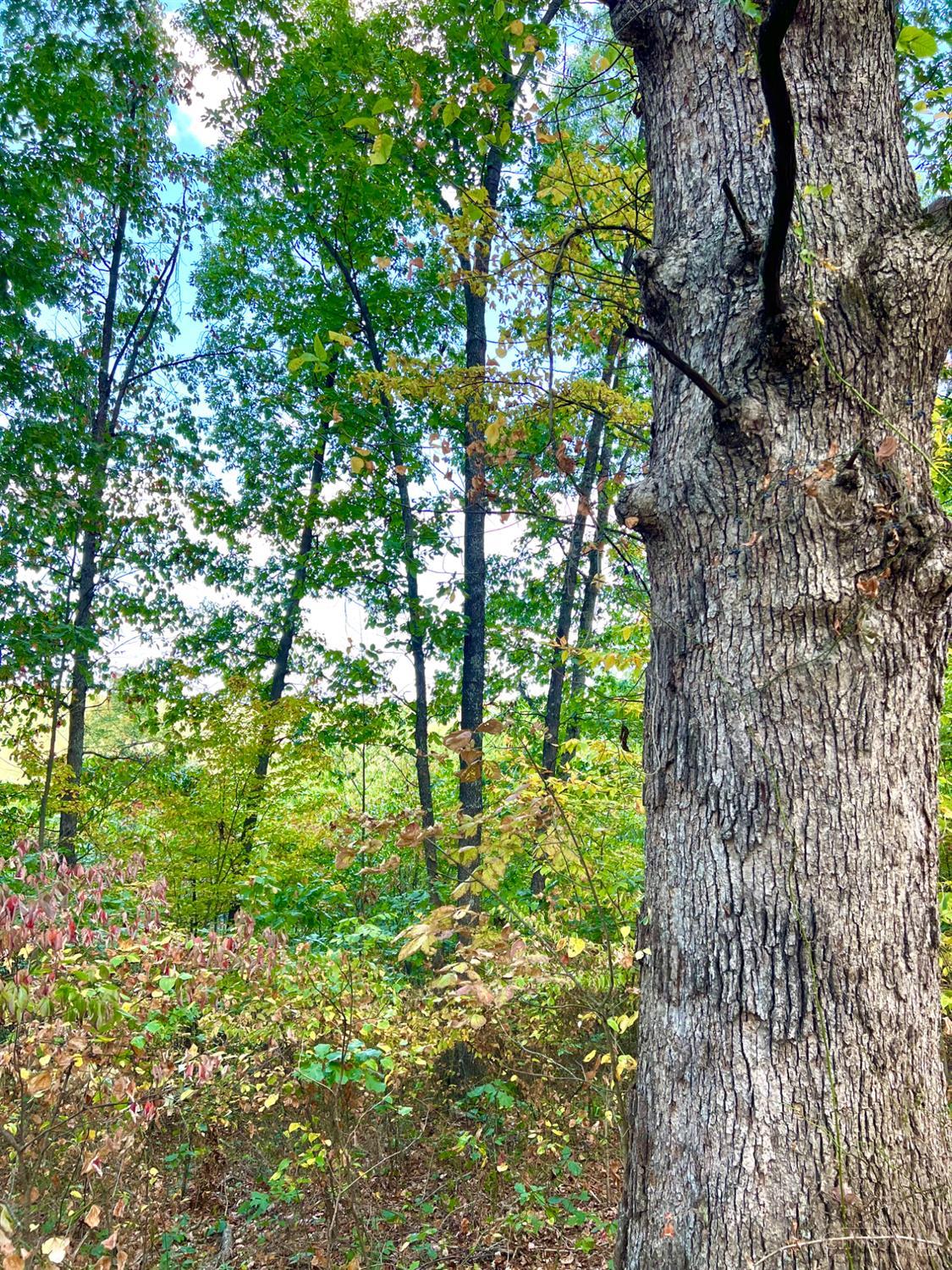 St Rt 348, Brushcreek Twp, OH, 45657 — photo 57