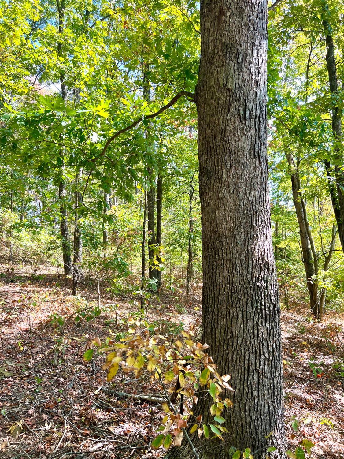 St Rt 348, Brushcreek Twp, OH, 45657 — photo 85