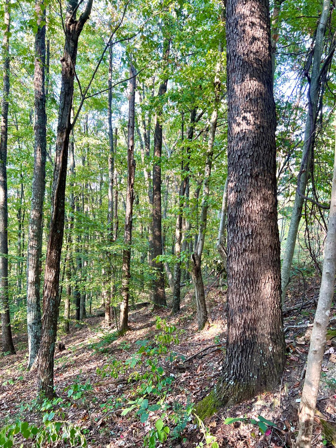 S Side Chenoweth Fork Road, Sunfish Twp, OH, 45660 — photo 85
