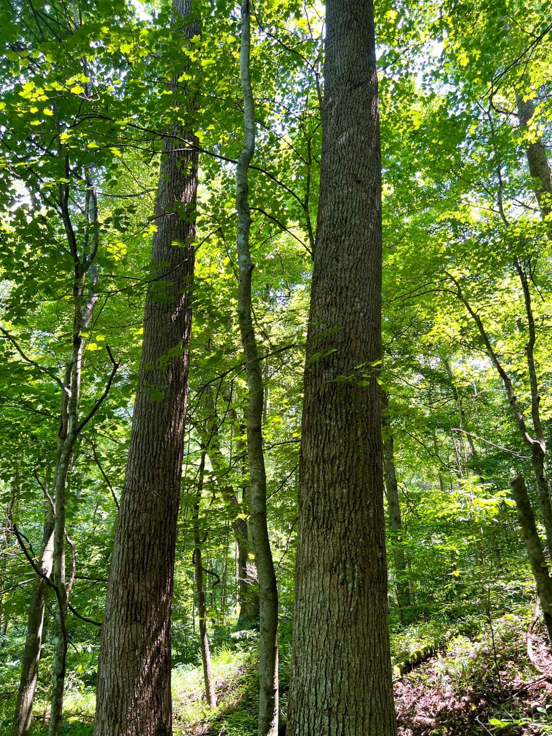 S Side Chenoweth Fork Road, Sunfish Twp, OH, 45660 — photo 80