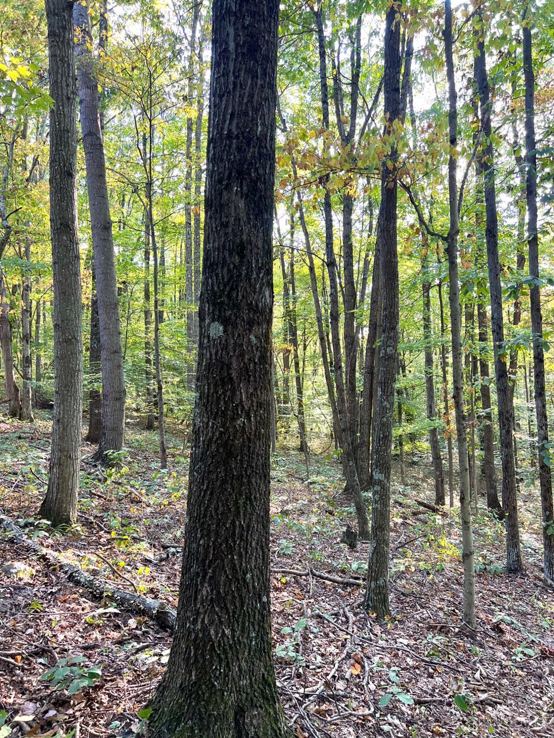 S Side Chenoweth Fork Road, Sunfish Twp, OH, 45660 — photo 83