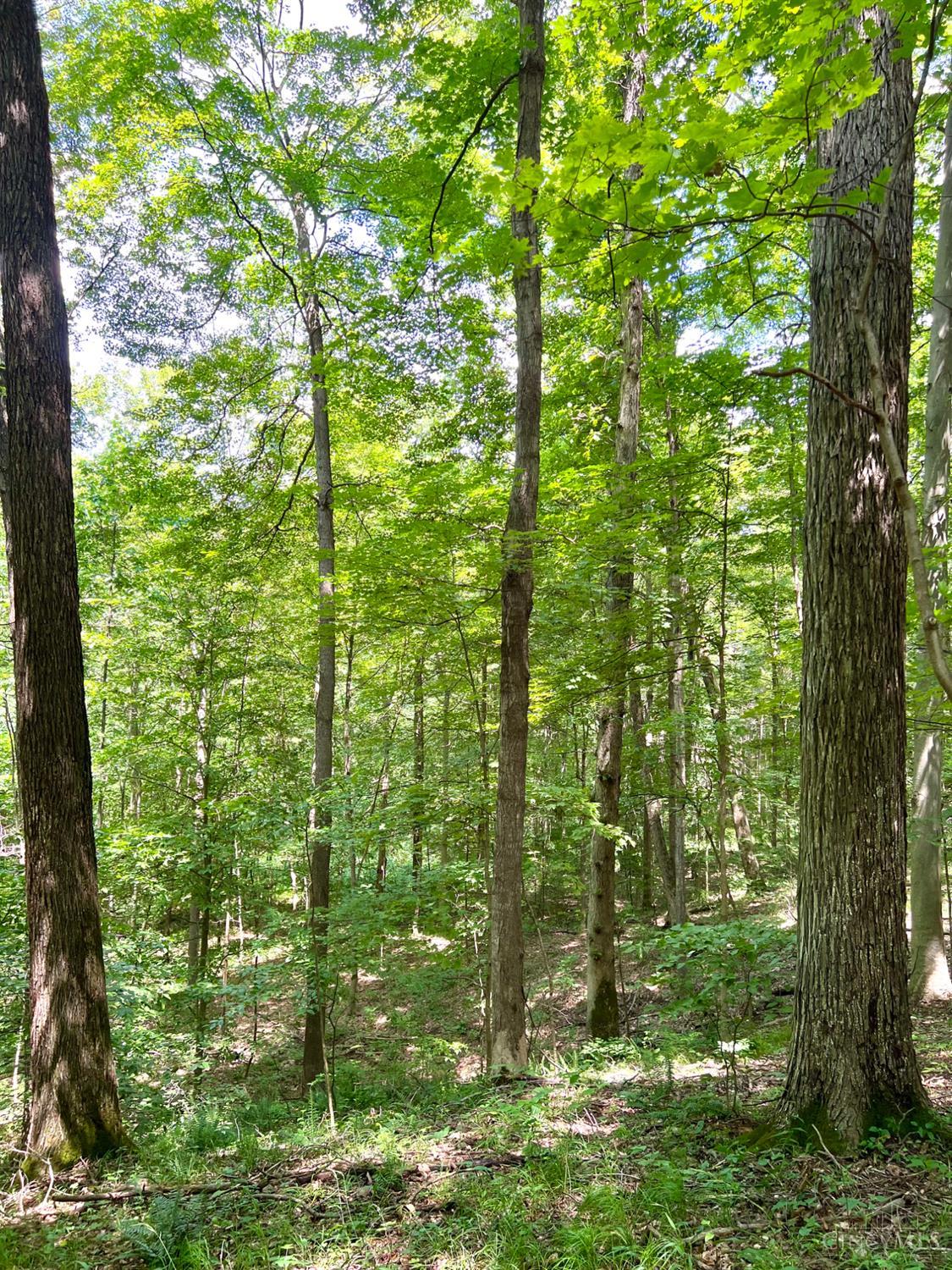 S Side Chenoweth Fork Road, Sunfish Twp, OH, 45660 — photo 79