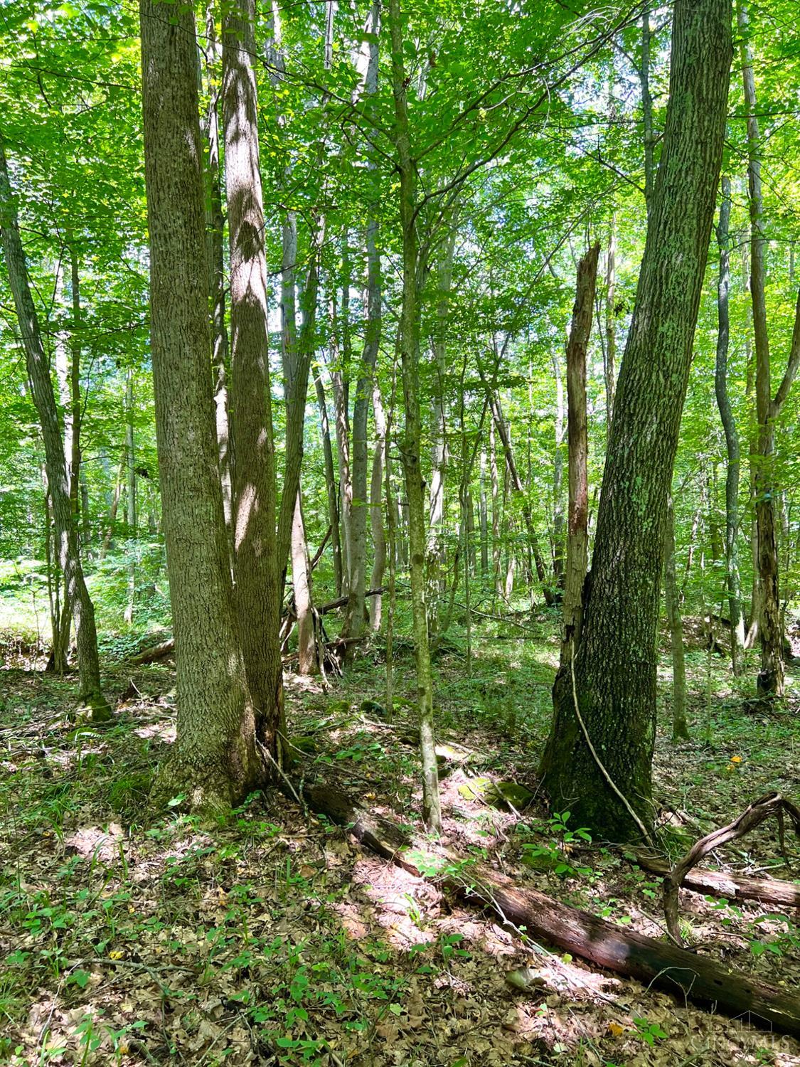 S Side Chenoweth Fork Road, Sunfish Twp, OH, 45660 — photo 70