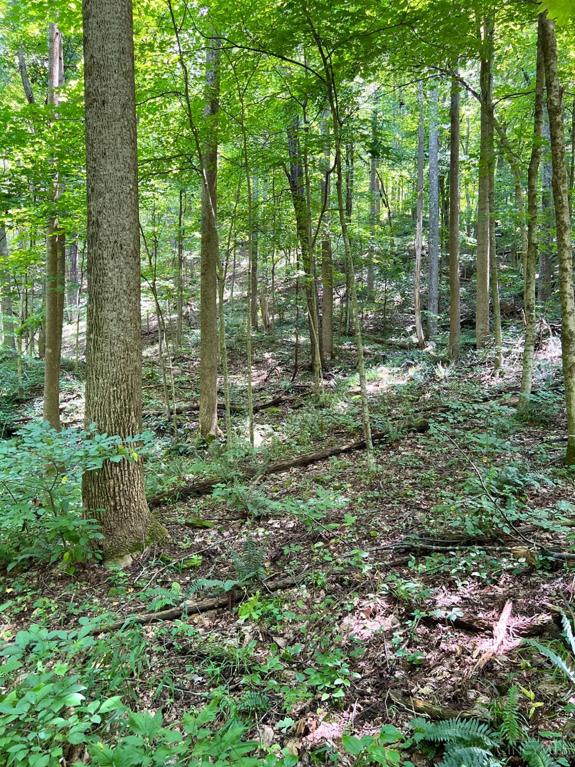 S Side Chenoweth Fork Road, Sunfish Twp, OH, 45660 — photo 53