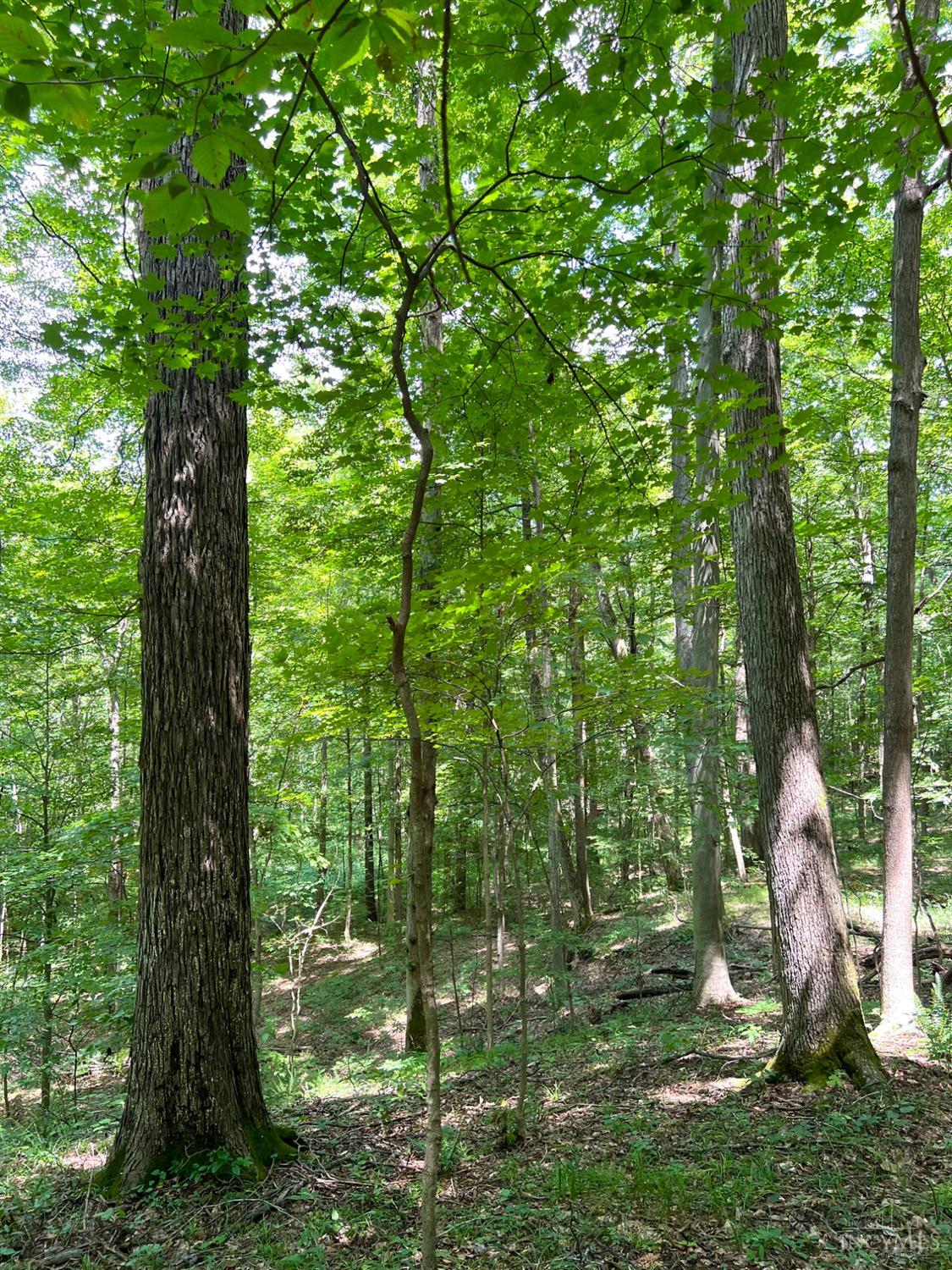 S Side Chenoweth Fork Road, Sunfish Twp, OH, 45660 — photo 78