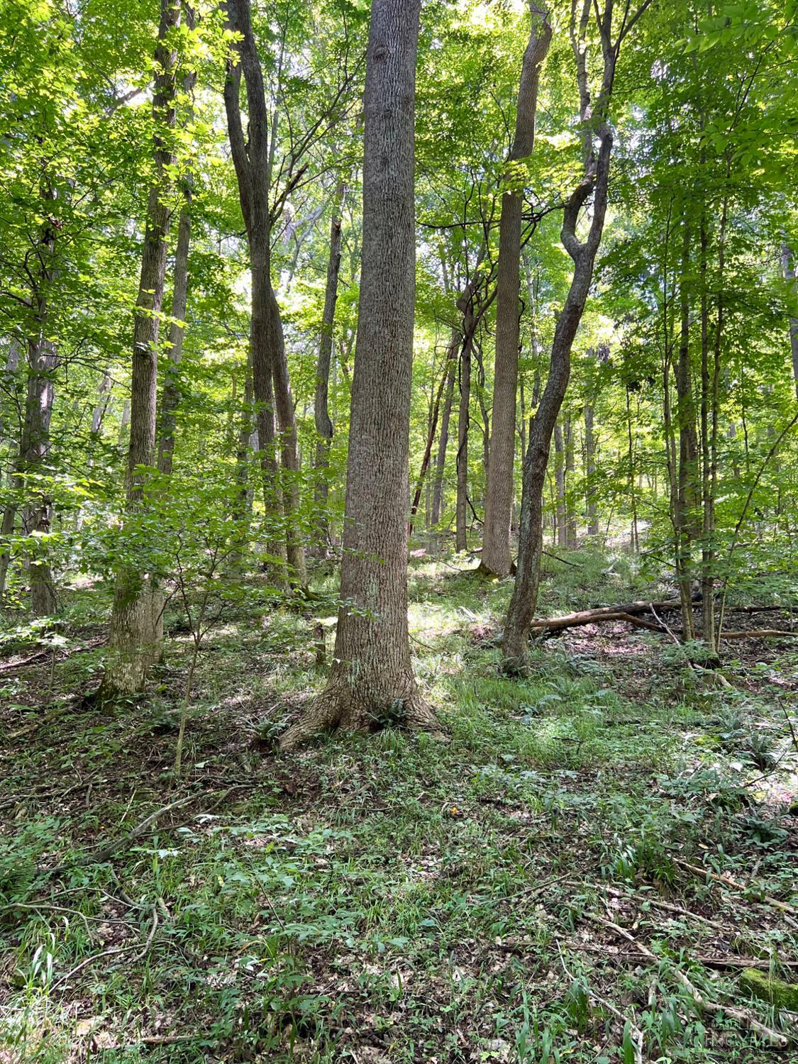 S Side Chenoweth Fork Road, Sunfish Twp, OH, 45660 — photo 74