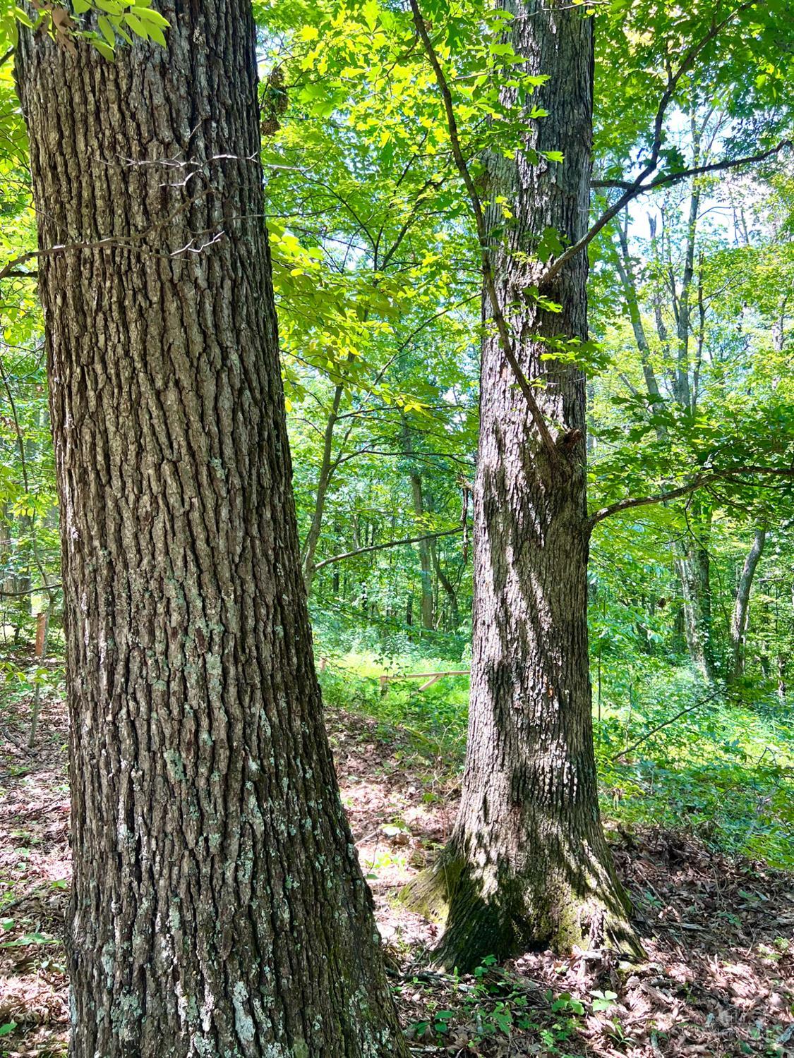 S Side Chenoweth Fork Road, Sunfish Twp, OH, 45660 — photo 55