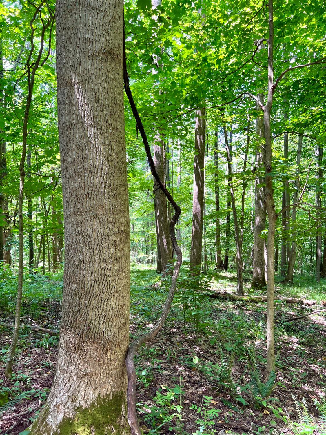 S Side Chenoweth Fork Road, Sunfish Twp, OH, 45660 — photo 52