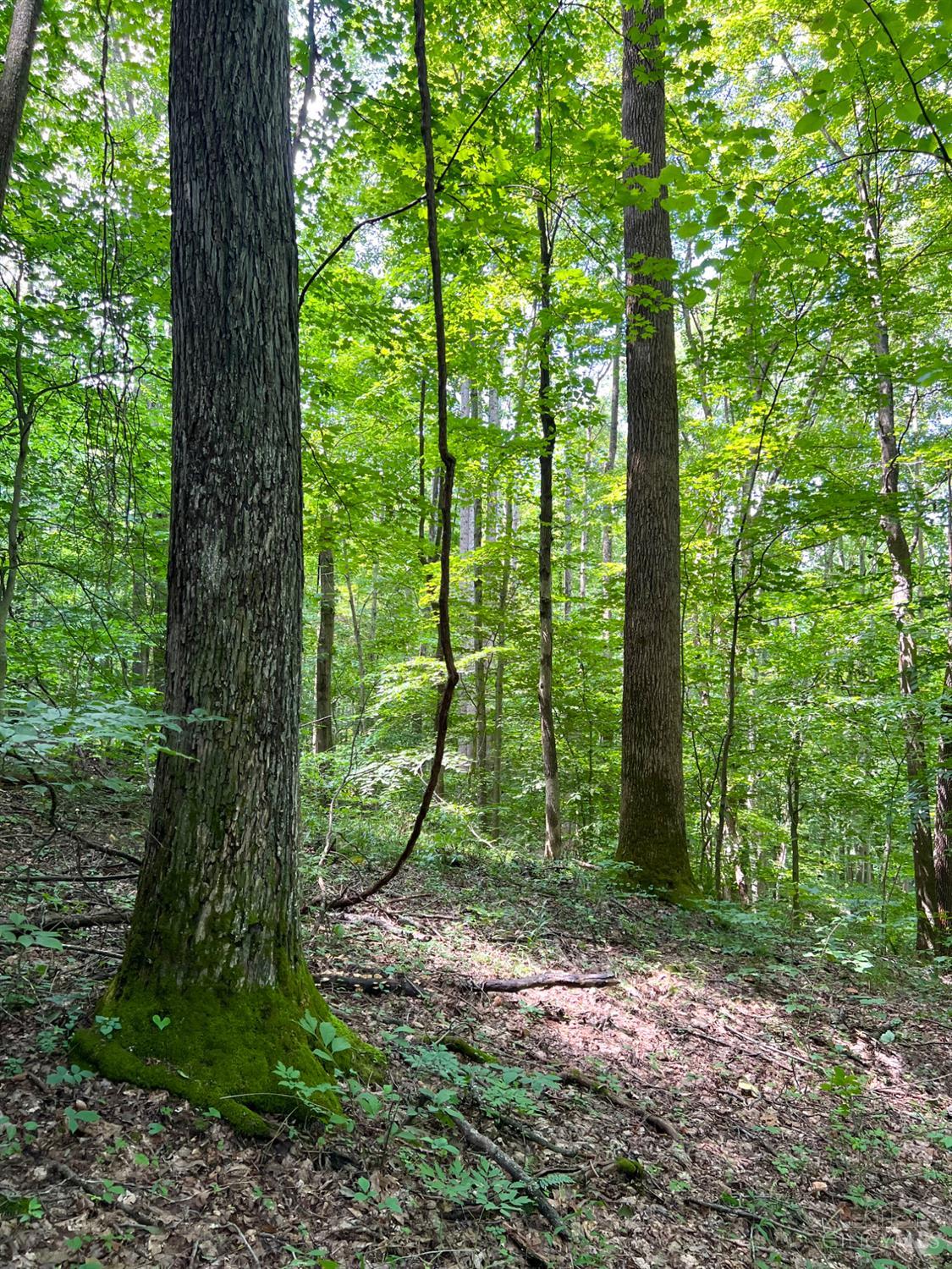 S Side Chenoweth Fork Road, Sunfish Twp, OH, 45660 — photo 10