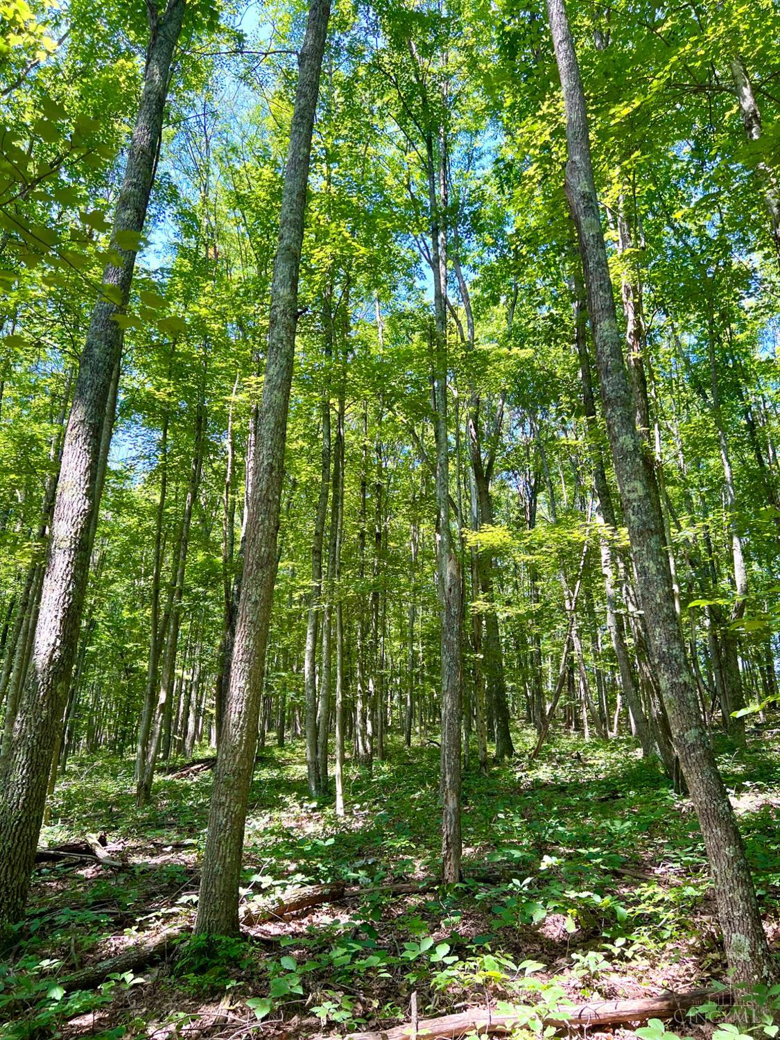 S Side Chenoweth Fork Road, Sunfish Twp, OH, 45660 — photo 51