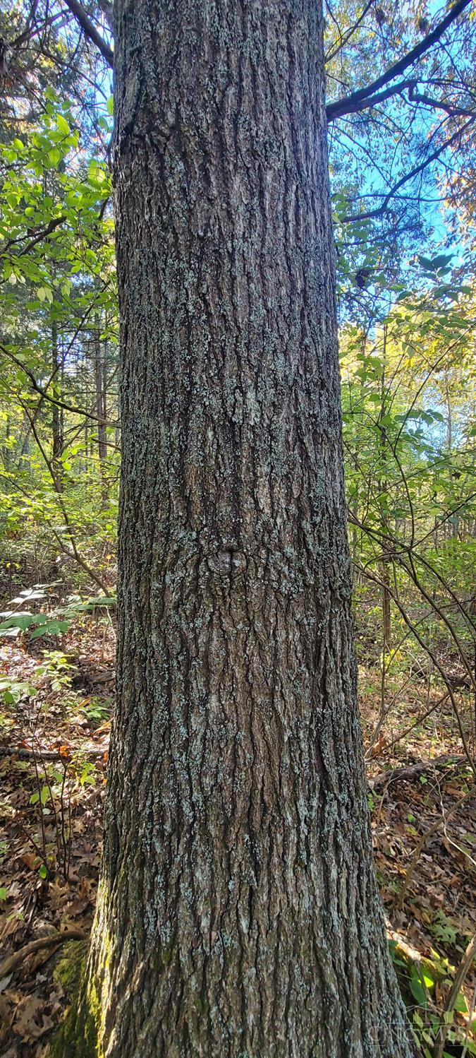 5.08 Ac Bear Creek Rd, Washington Twp, OH, 45120 — photo 10