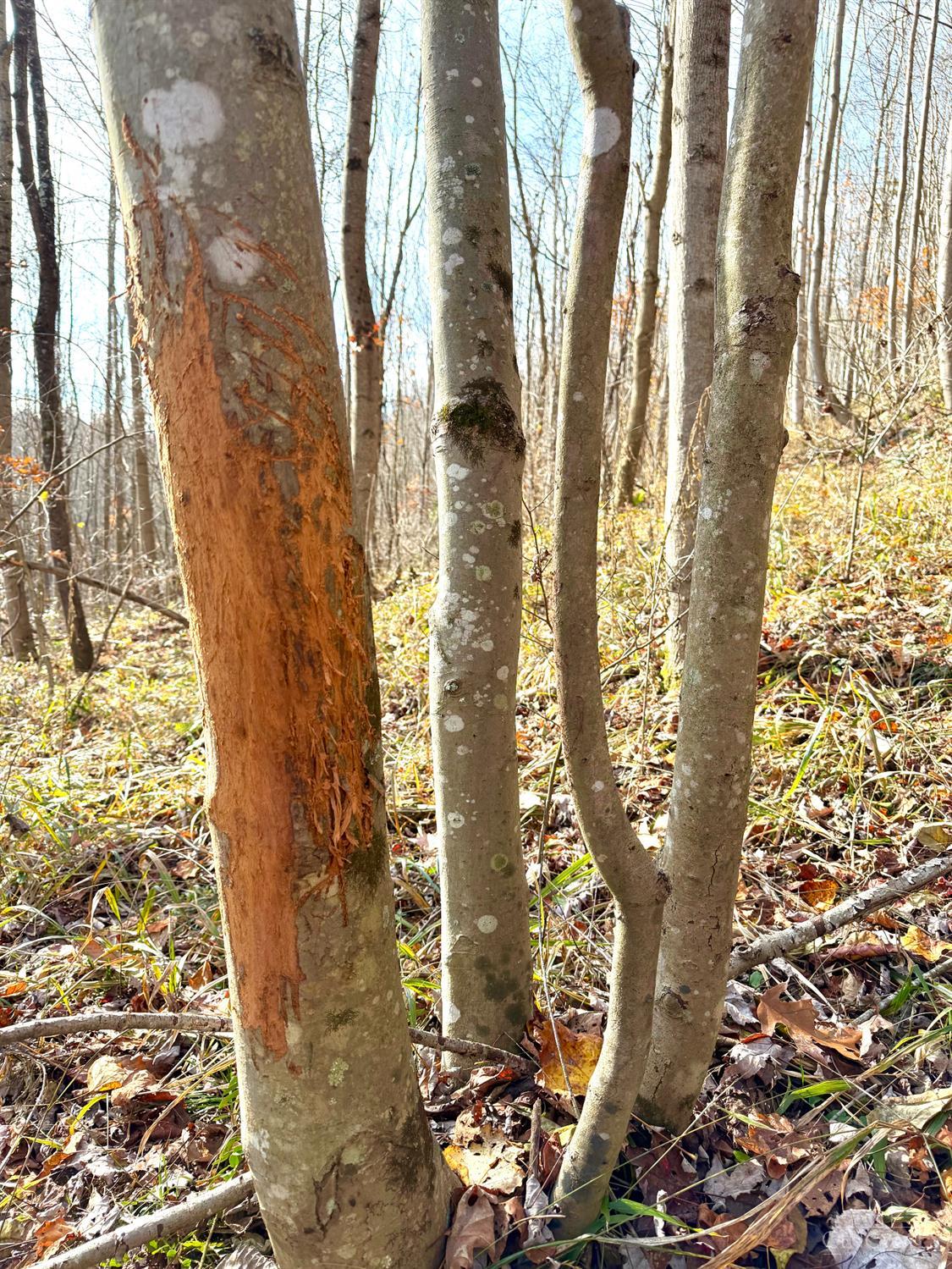 S Side Chenoweth Fork Road, Sunfish Twp, OH, 45660 — photo 25