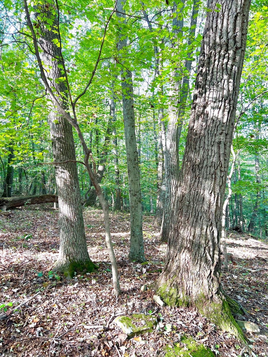 S Side Chenoweth Fork Road, Sunfish Twp, OH, 45660 — photo 18