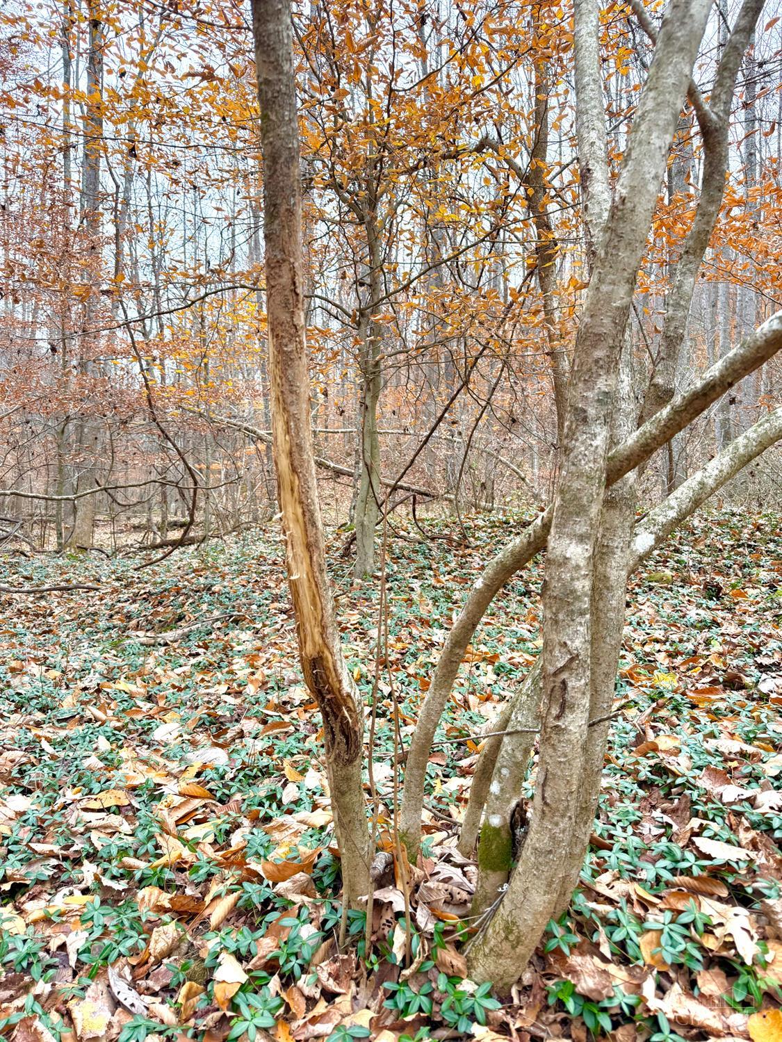 S Side Chenoweth Fork Road, Sunfish Twp, OH, 45660 — photo 21