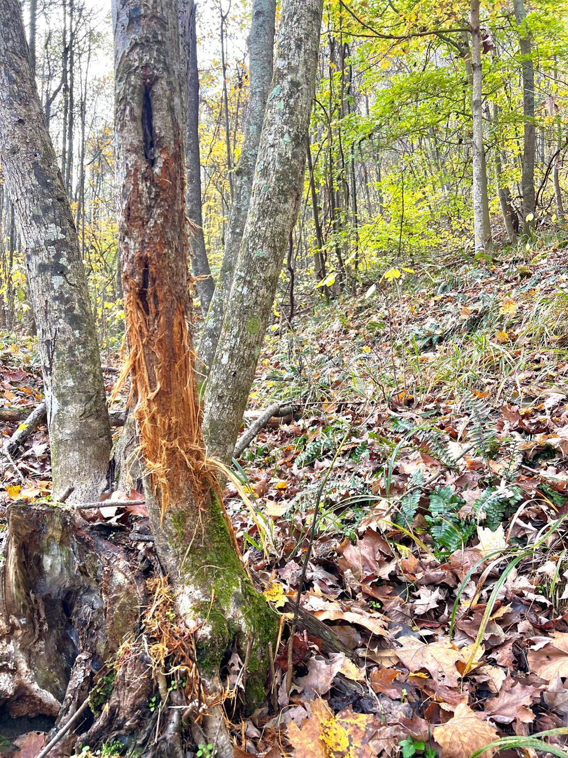S Side Chenoweth Fork Road, Sunfish Twp, OH, 45660 — photo 4