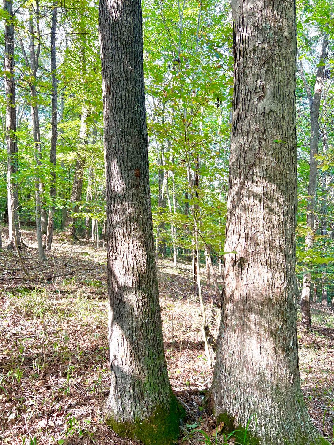 S Side Chenoweth Fork Road, Sunfish Twp, OH, 45660 — photo 7