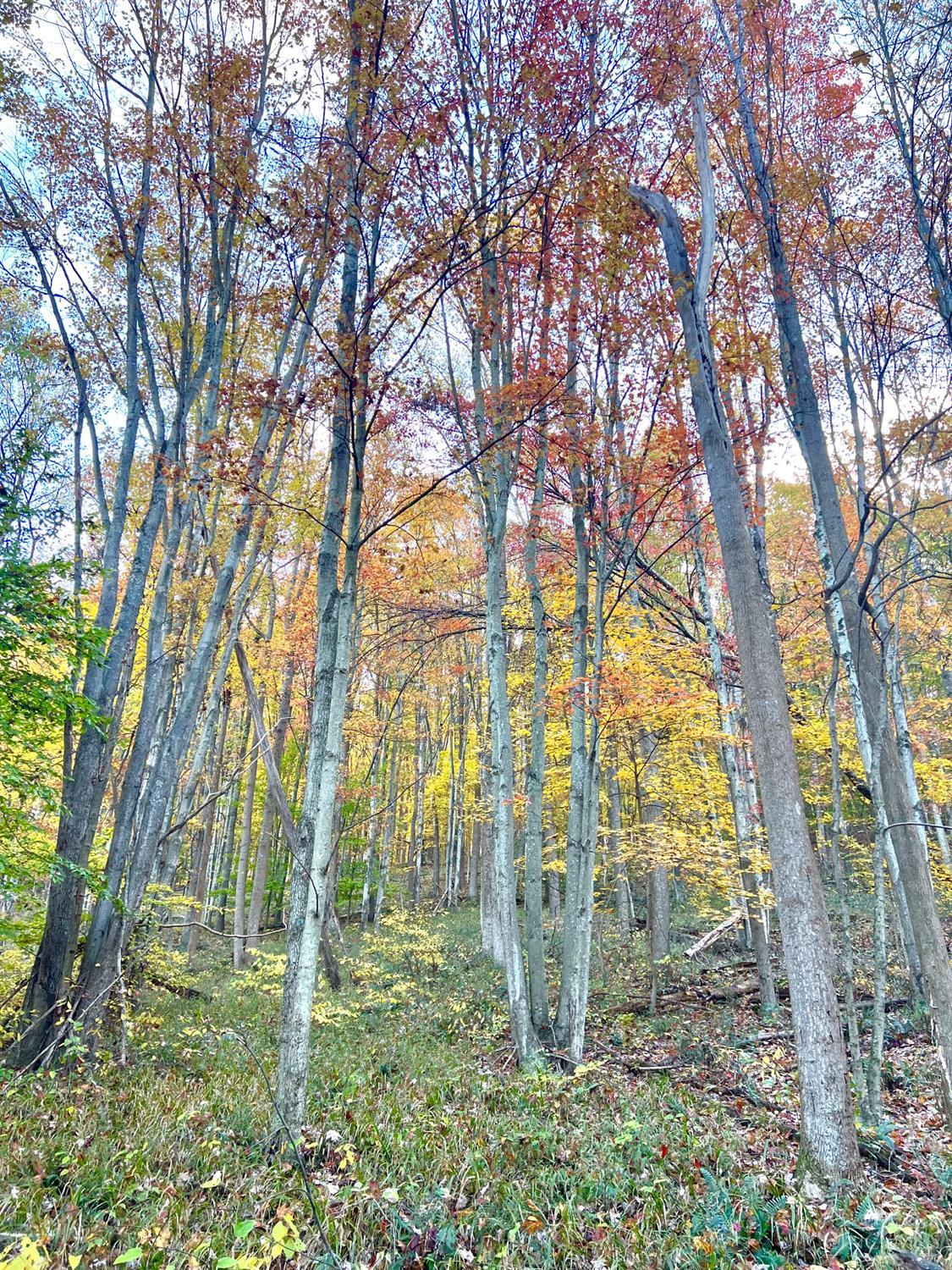 S Side Chenoweth Fork Road, Sunfish Twp, OH, 45660 — photo 35