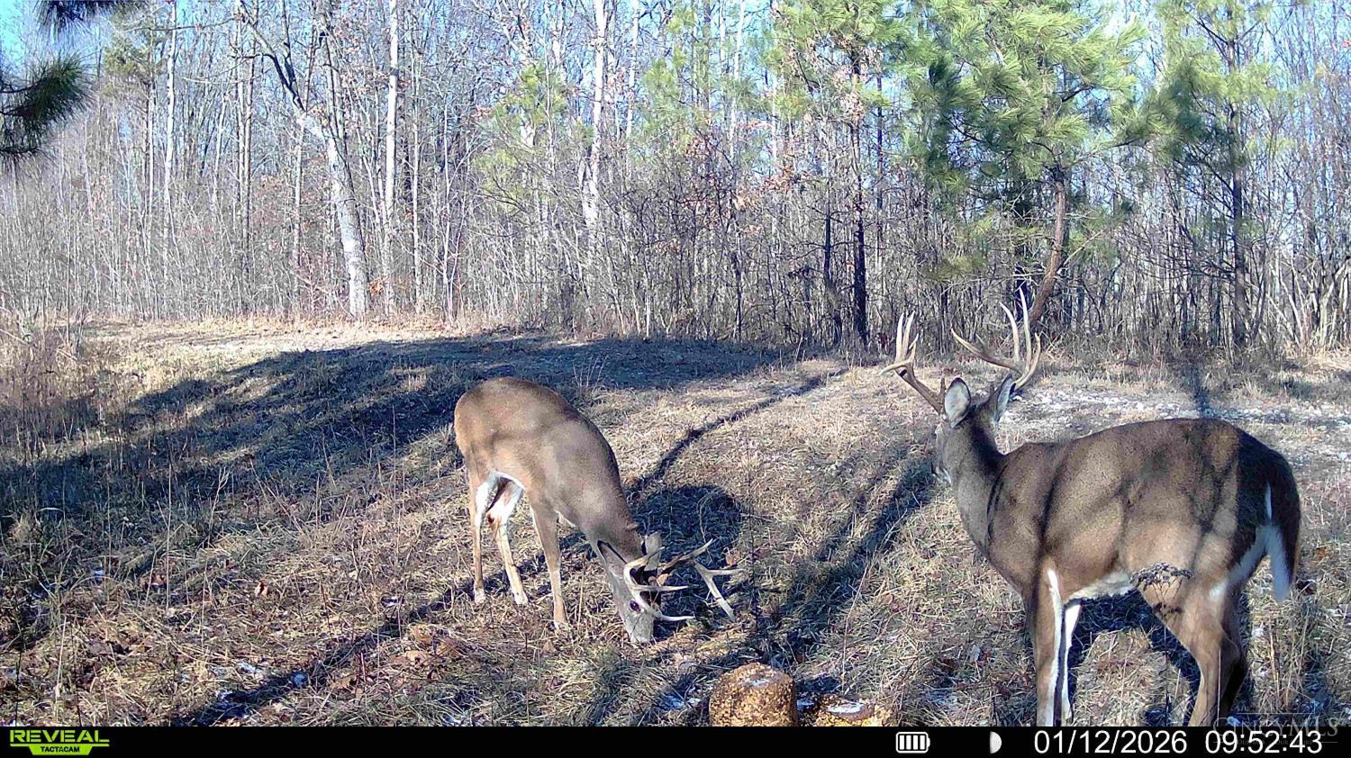 St Rt 348, Brushcreek Twp, OH, 45657 — photo 26