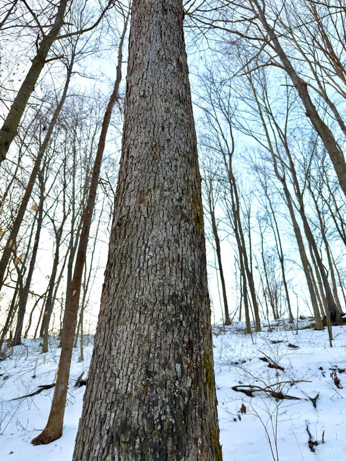 Carrs Run, Jackson Twp, OH, 45613 — photo 35