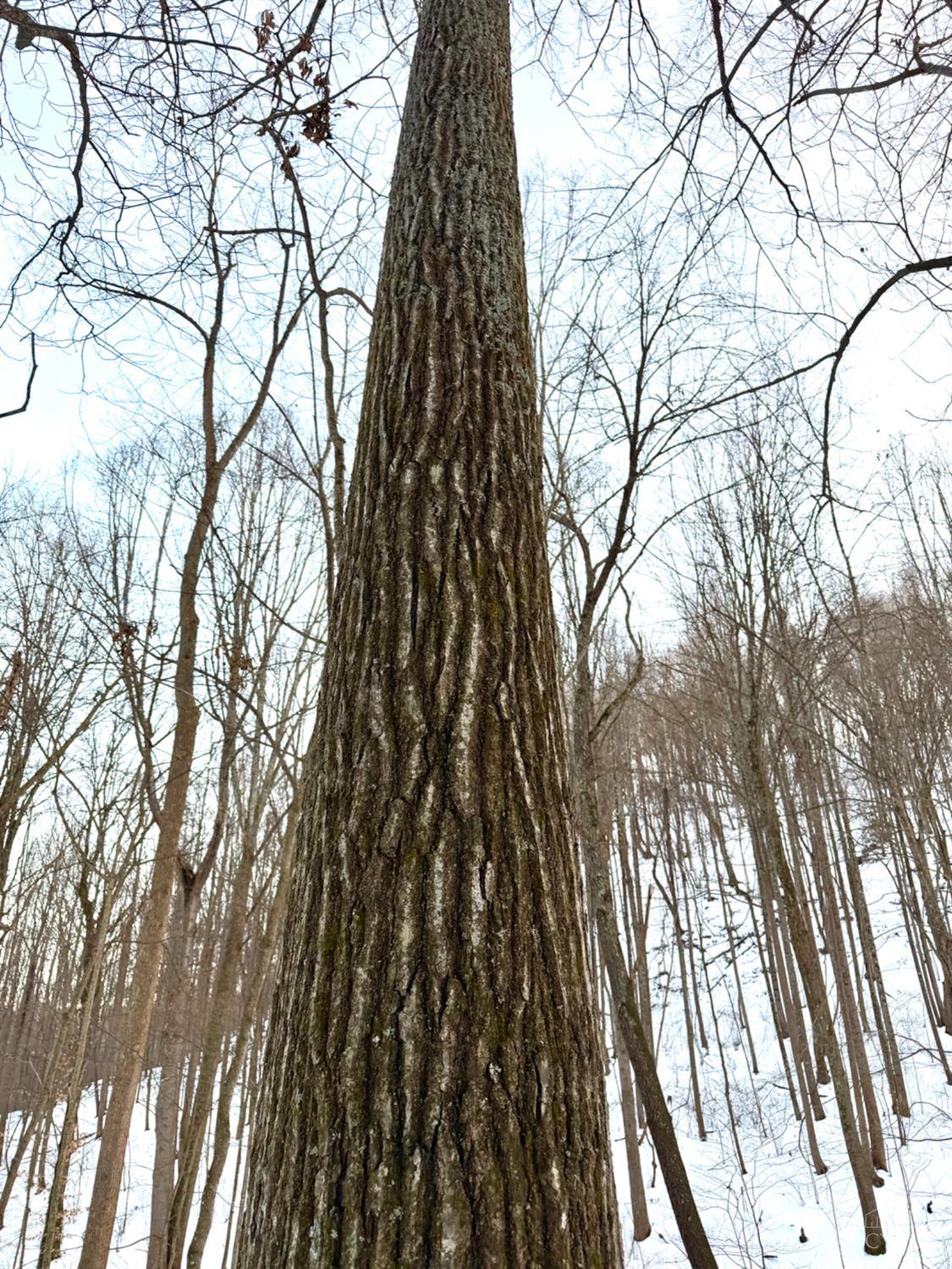 Carrs Run, Jackson Twp, OH, 45613 — photo 34