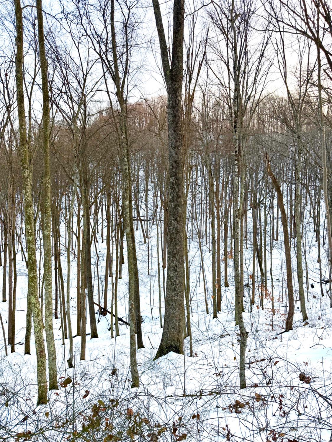 Carrs Run, Jackson Twp, OH, 45613 — photo 67