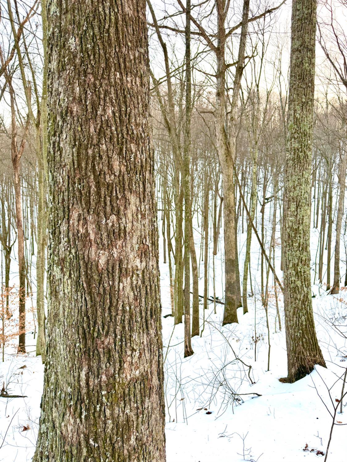 Carrs Run, Jackson Twp, OH, 45613 — photo 80