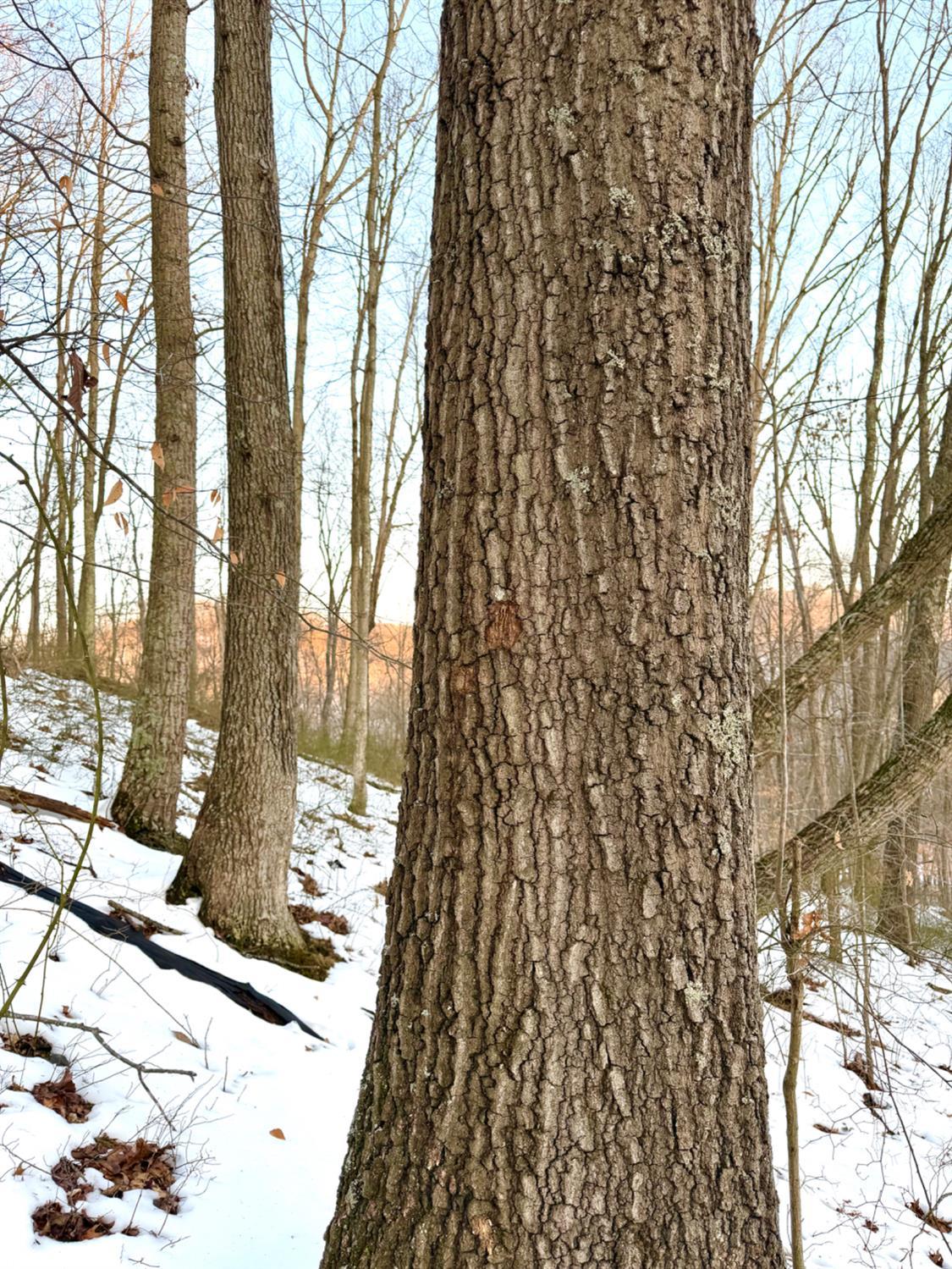 Carrs Run, Jackson Twp, OH, 45613 — photo 54