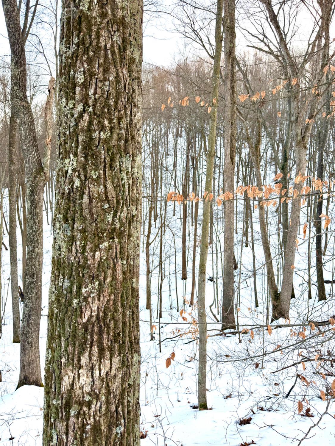 Carrs Run, Jackson Twp, OH, 45613 — photo 68