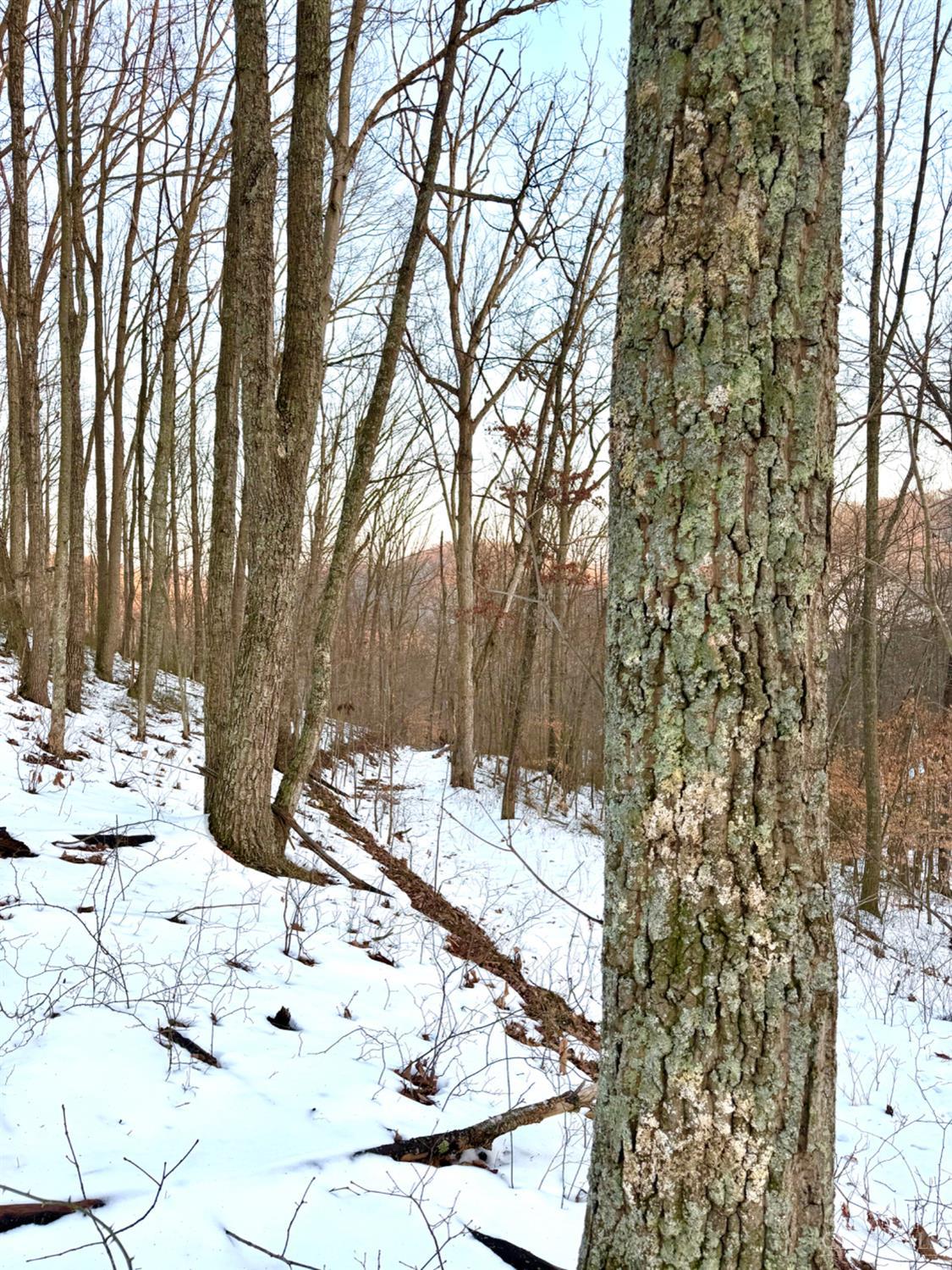 Carrs Run, Jackson Twp, OH, 45613 — photo 59
