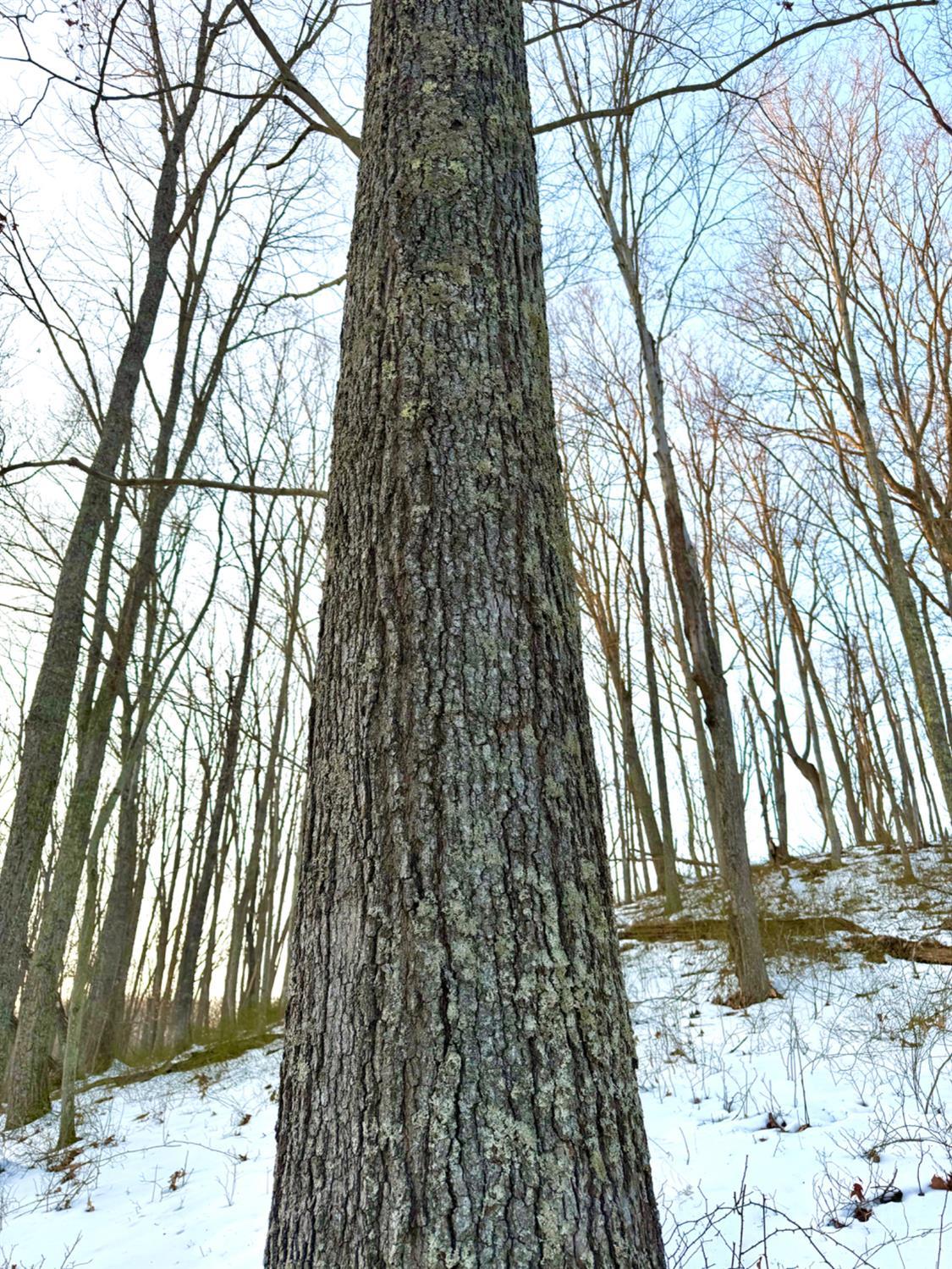 Carrs Run, Jackson Twp, OH, 45613 — photo 23