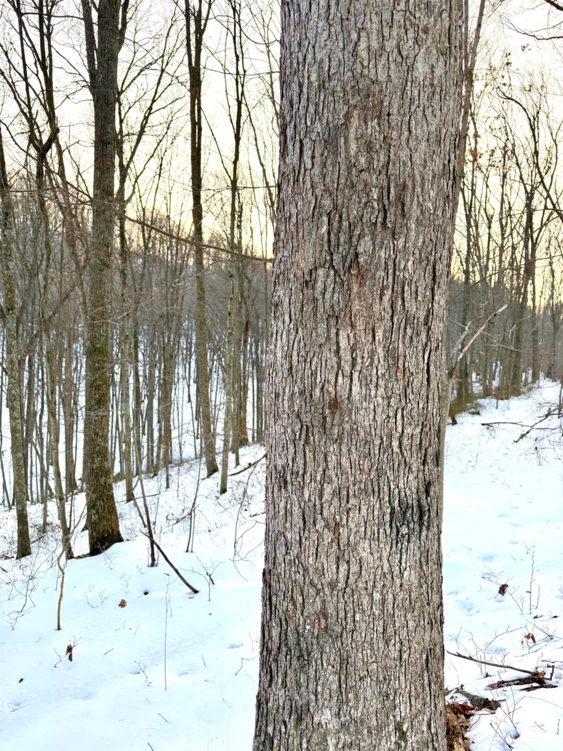 Carrs Run, Jackson Twp, OH, 45613 — photo 29
