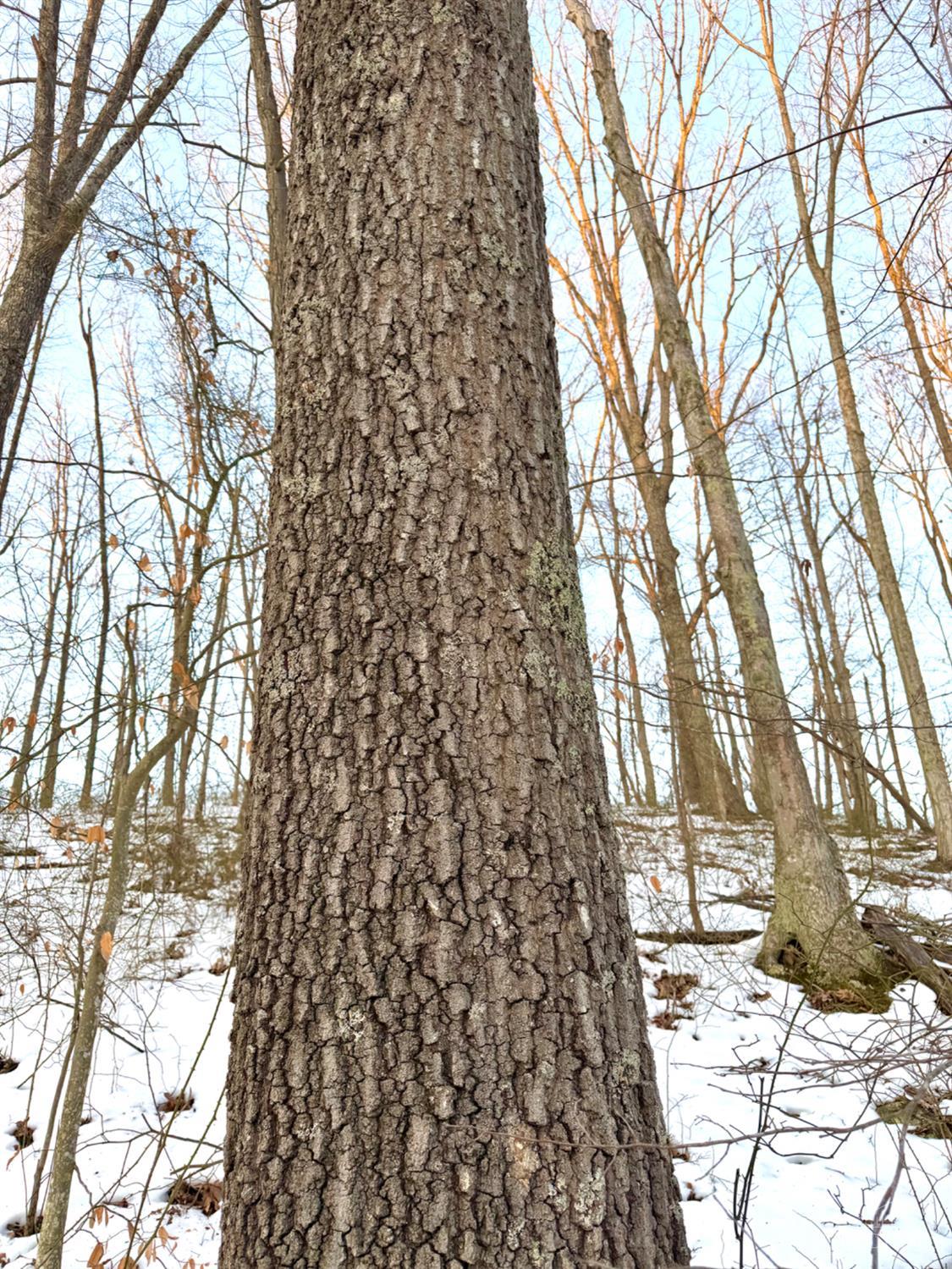 Carrs Run, Jackson Twp, OH, 45613 — photo 25