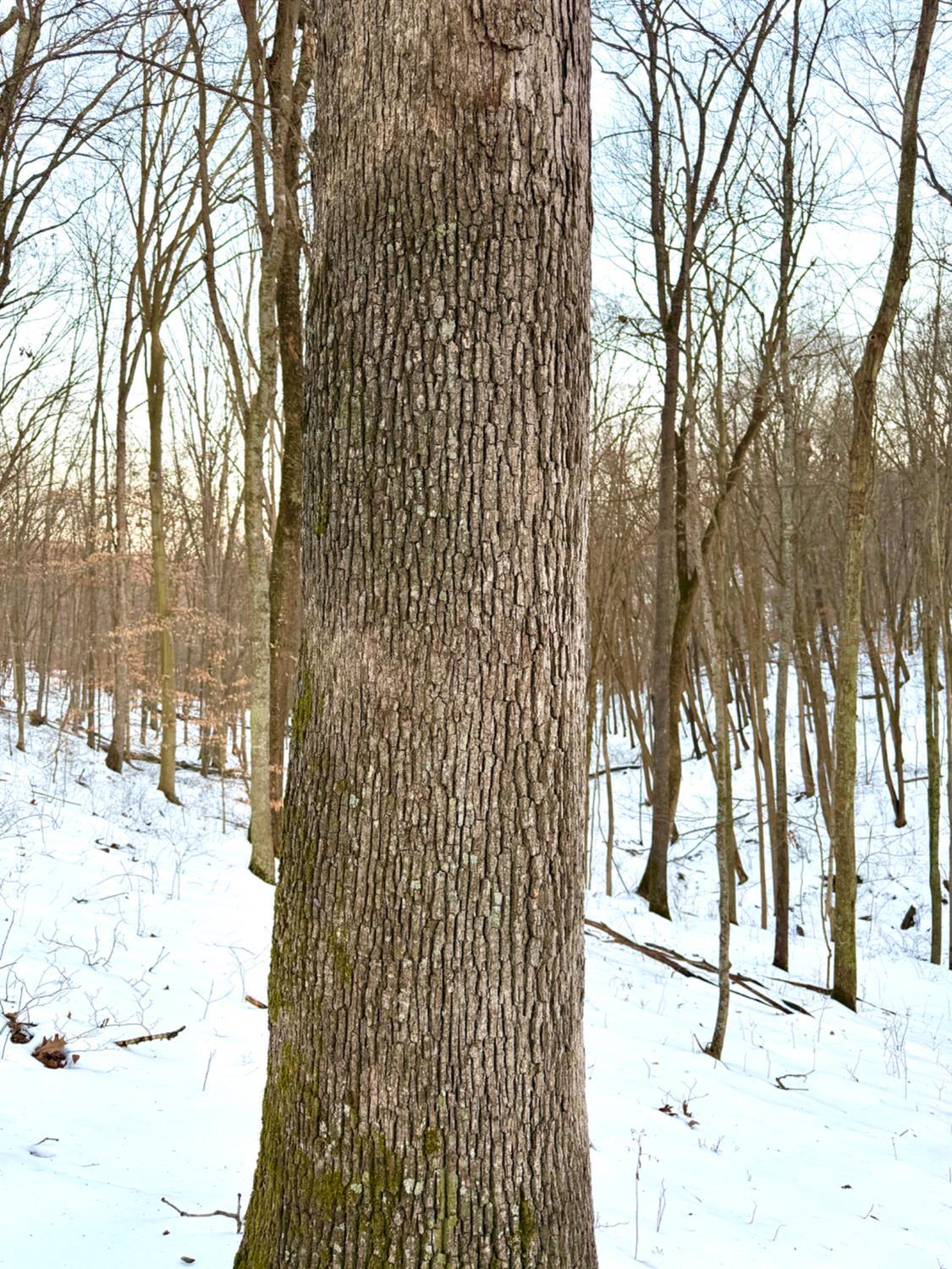 Carrs Run, Jackson Twp, OH, 45613 — photo 39