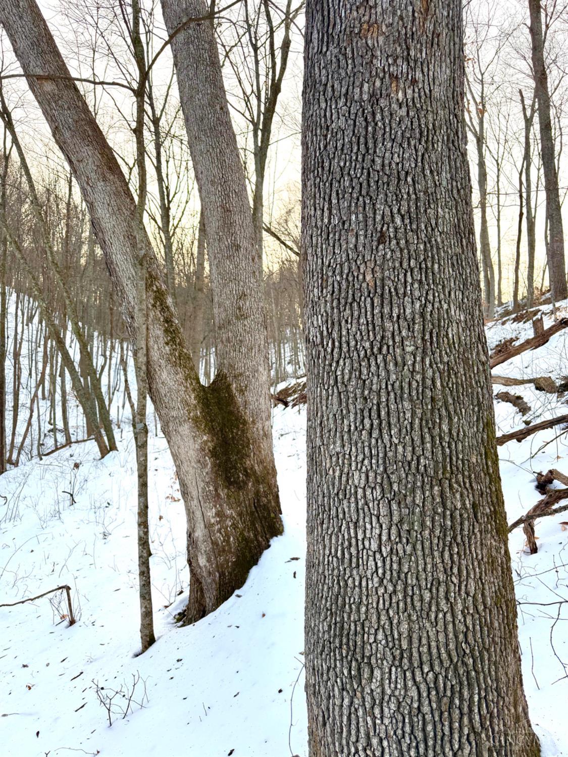 Carrs Run, Jackson Twp, OH, 45613 — photo 70