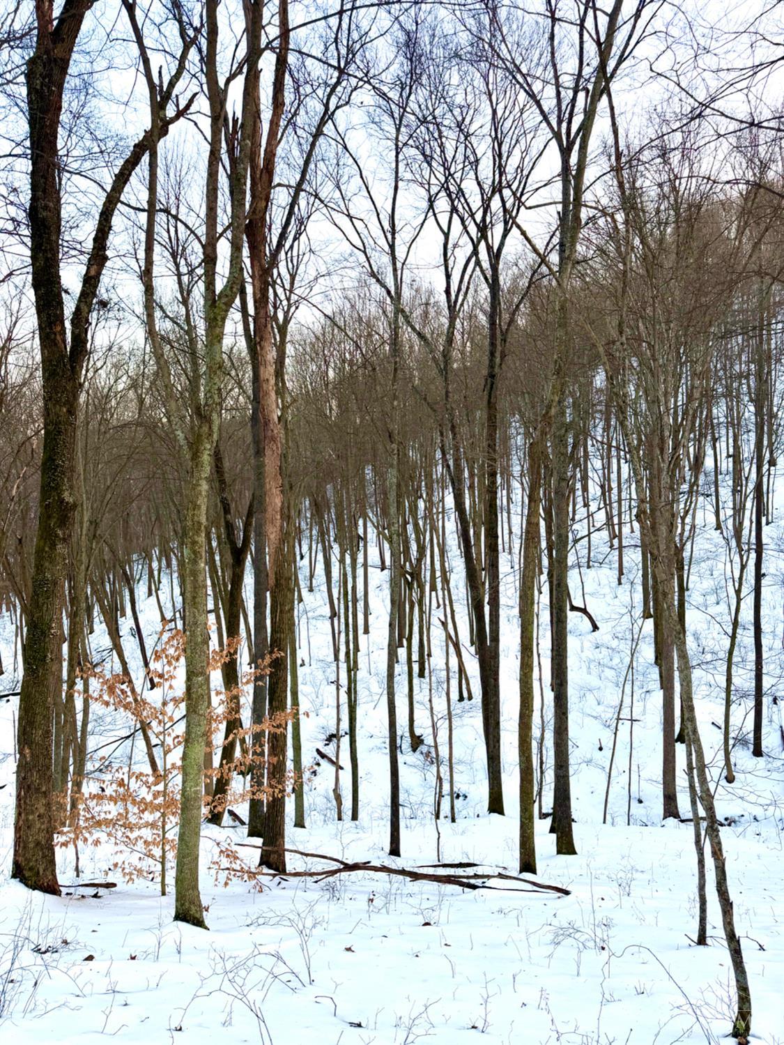 Carrs Run, Jackson Twp, OH, 45613 — photo 79