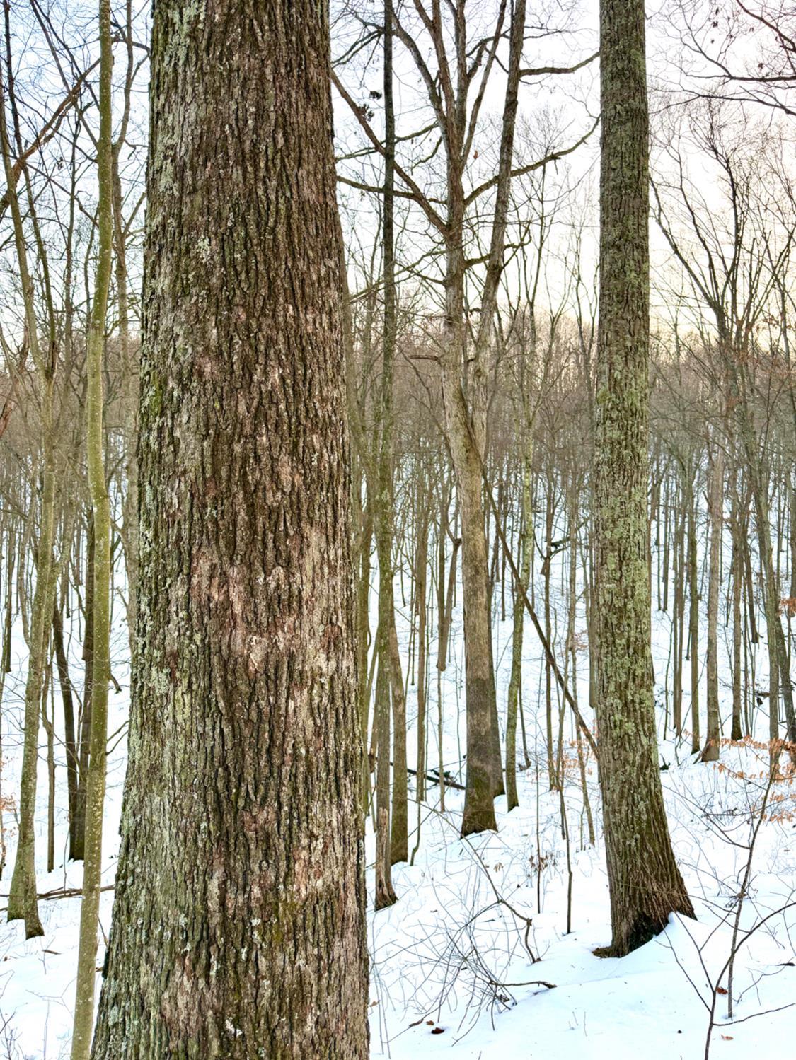 Carrs Run, Jackson Twp, OH, 45613 — photo 81