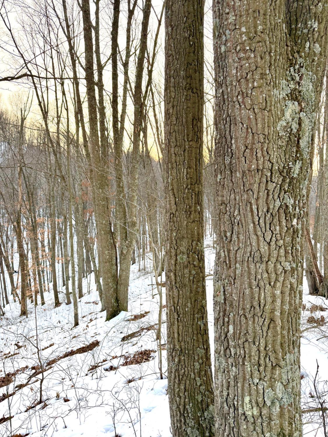 Carrs Run, Jackson Twp, OH, 45613 — photo 58
