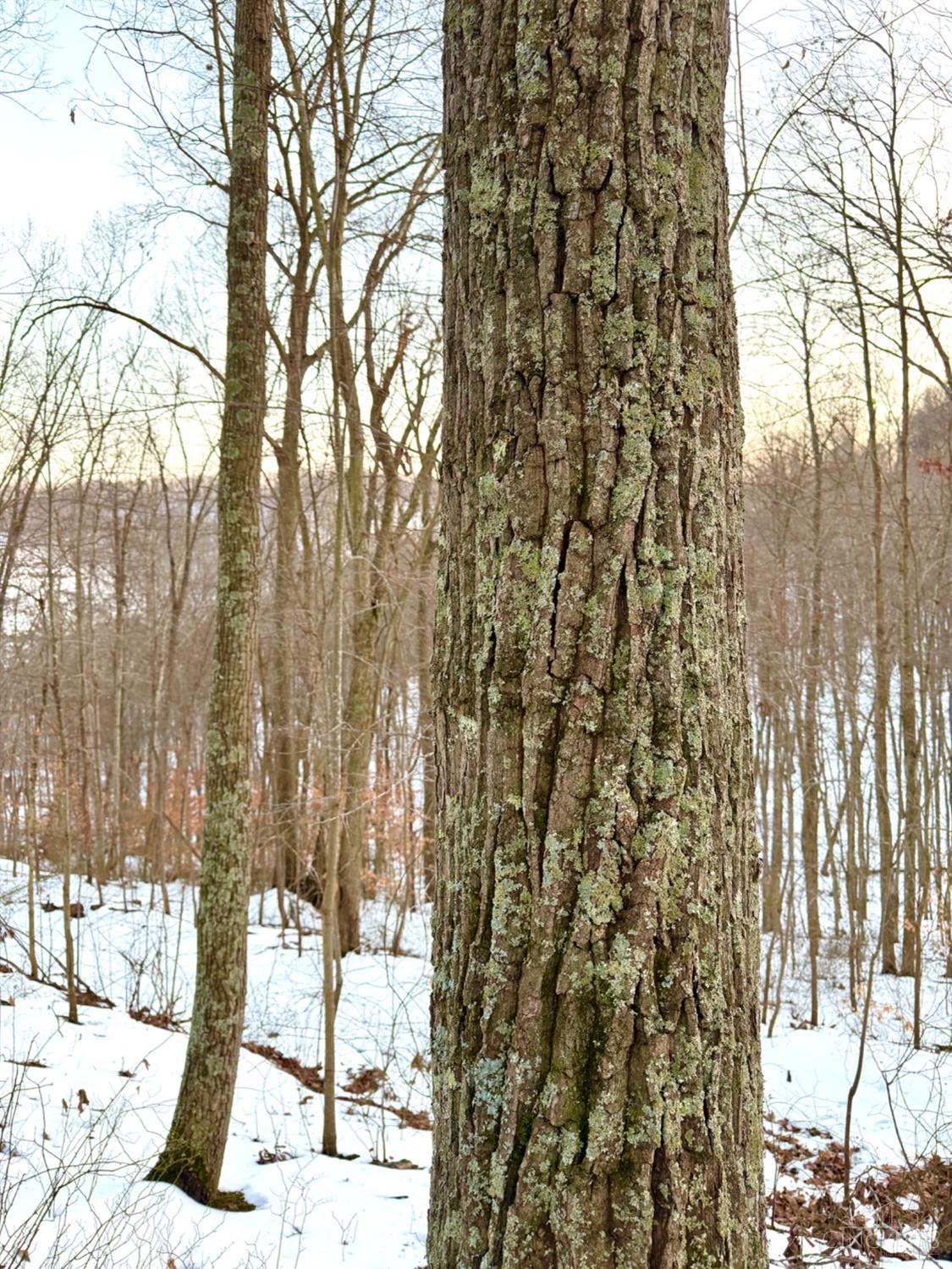 Carrs Run, Jackson Twp, OH, 45613 — photo 83
