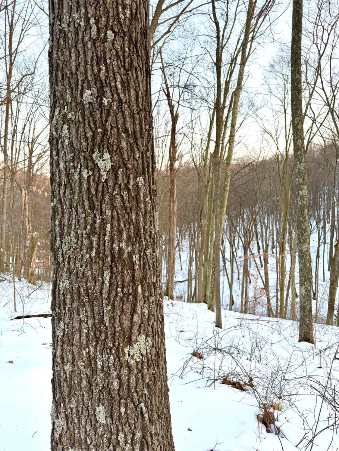 Carrs Run, Jackson Twp, OH, 45613 — photo 62
