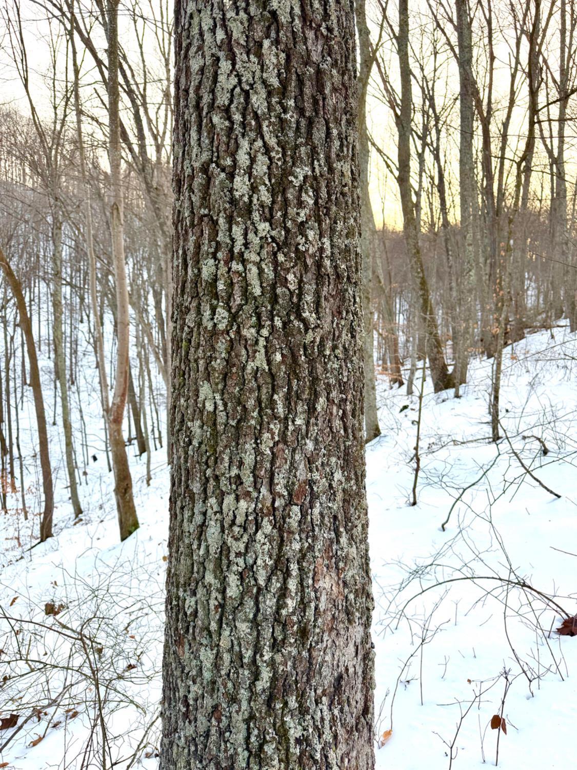 Carrs Run, Jackson Twp, OH, 45613 — photo 32