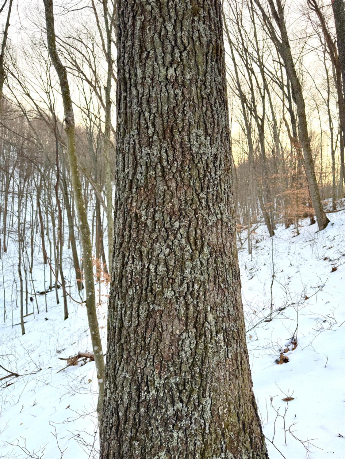 Carrs Run, Jackson Twp, OH, 45613 — photo 37