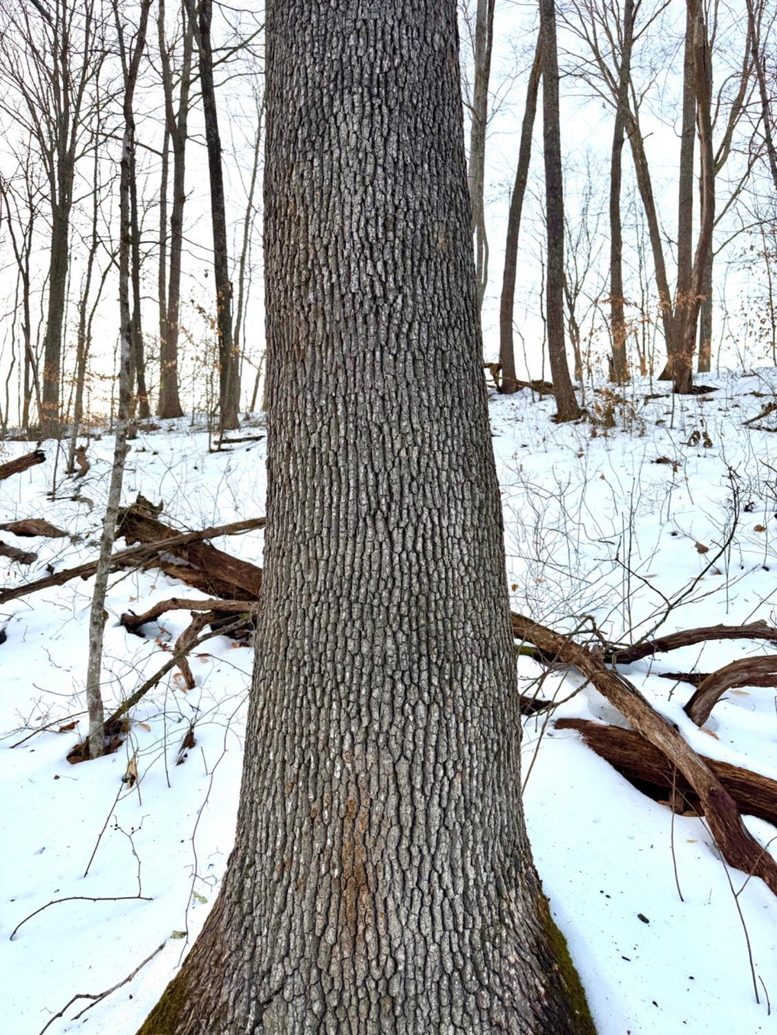 Carrs Run, Jackson Twp, OH, 45613 — photo 33
