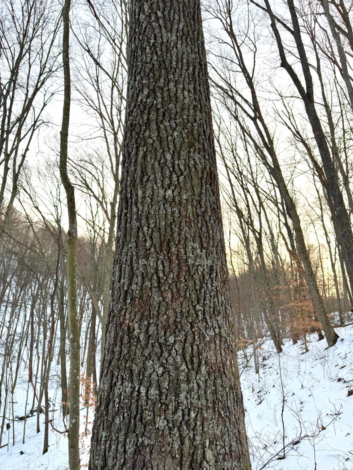 Carrs Run, Jackson Twp, OH, 45613 — photo 76