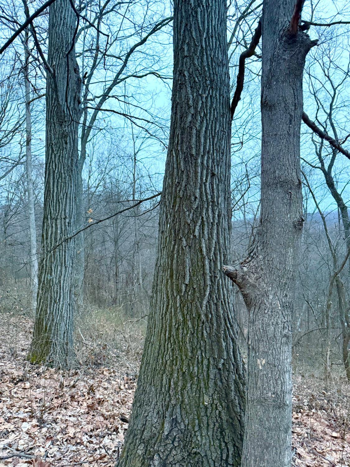 Straight Creek Road, Jackson Twp, OH, 45613 — photo 56
