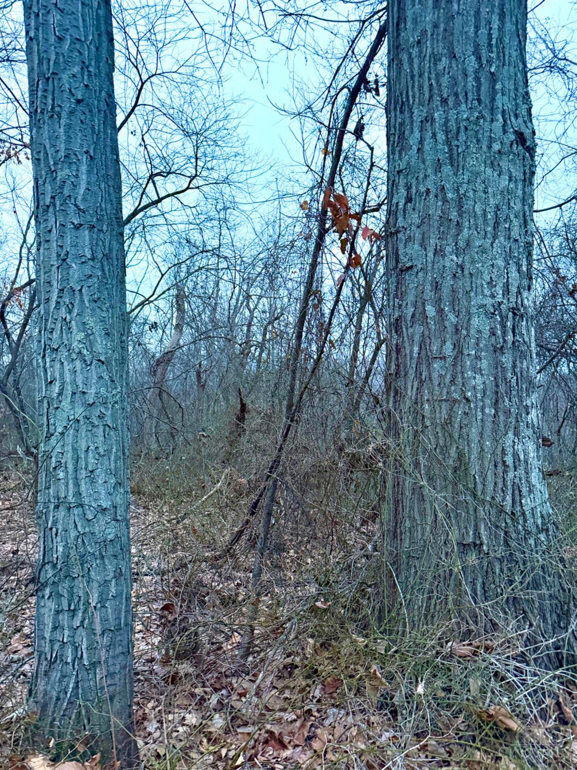 Straight Creek Road, Jackson Twp, OH, 45613 — photo 67